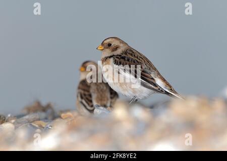 Déneigement, Plectrophenax nivalis, Norfolk Banque D'Images