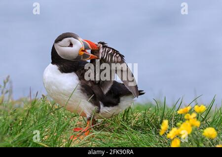 Macareux de l'Atlantique (Fratercula arctica) préenrageant les plumes d'ailes et montrant le bec coloré dans la reproduction saison en été Banque D'Images