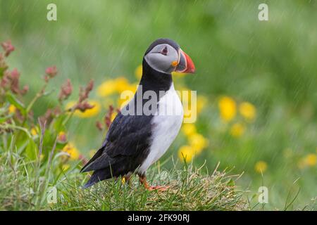 Macareux de l'Atlantique (Fratercula arctica) debout sous la pluie et montrant un bec coloré dans le saison de reproduction en été Banque D'Images
