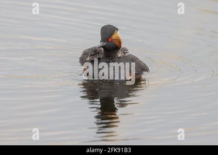 Grebe à col noir (élevé) avec jeune Banque D'Images