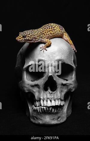 Crâne humain avec un Gecko sur fond noir Banque D'Images