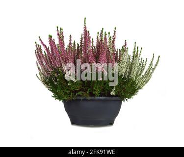 Fleurs chinées en pot de fleurs isolées sur fond blanc Banque D'Images