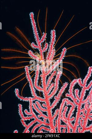 Crinoïde rouge attaché à la branche du ventilateur de mer rouge avec polypes blancs étendus, Îles Salomon Banque D'Images