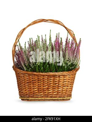 Fleurs chinées dans un panier tissé isolé sur fond blanc Banque D'Images