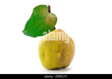 fruit de coing avec feuilles sur fond blanc Banque D'Images