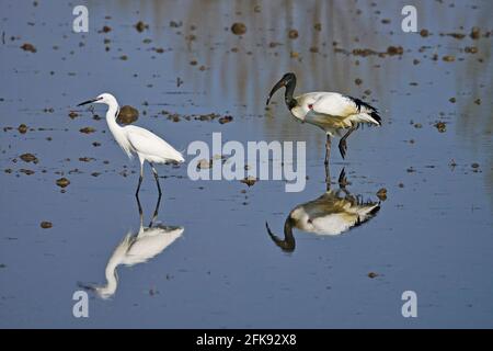 Ibis sacré africain et petit égret dans un champ de riz. Oiseau. Animaux. Banque D'Images