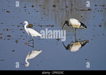 Ibis sacré africain et petit égret dans un champ de riz. Oiseau. Animaux. Banque D'Images