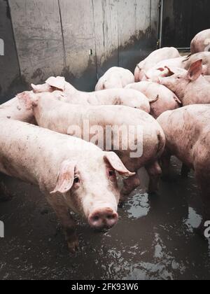 beaucoup de jeunes porcs debout dans une clôture dans un porc ferme Banque D'Images