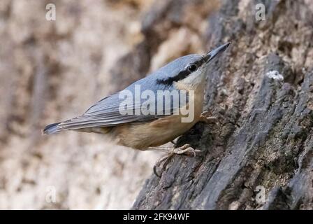 Nuthatch, Sitta europaea, gros plan d'oiseaux adultes dans les bois, réserve naturelle de Lackford Lakes, Suffolk, Royaume-Uni Banque D'Images