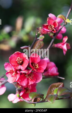 Fleurs de Quince - fleurs rouges / pourpres de la floraison Quince, chaenomeles au printemps - Suffolk UK Banque D'Images