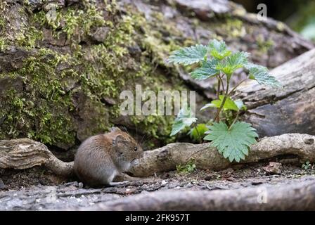 Faune britannique; Bank Vole UK; un vole de banque, Myodes glareolus, dans les bois, Vue latérale, Suffolk England, Royaume-Uni Banque D'Images