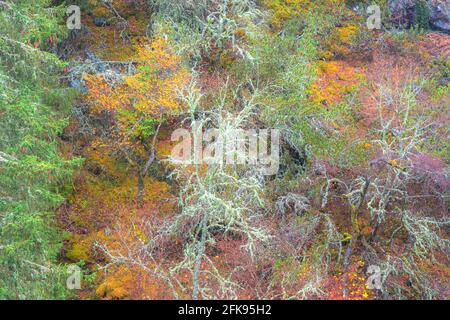 La texture, les couleurs, le lichen et les feuilles forment un arrière-plan de nature choatique dans une forêt boisée surréaliste et colorée à Bruar à Perth et Kinross, Banque D'Images