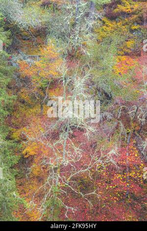 La texture, les couleurs, le lichen et les feuilles forment un arrière-plan de nature choatique dans une forêt boisée surréaliste et colorée à Bruar à Perth et Kinross, Banque D'Images