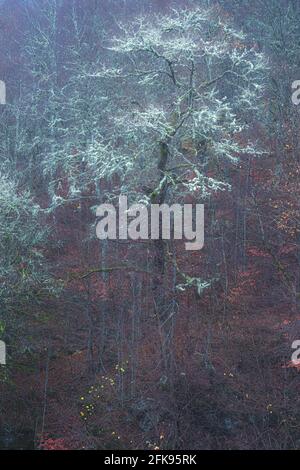 Le lichen atmosphérique, abstrait et surréaliste couvrait des arbres dans une forêt sombre de forêt brumeux à Aberfeldy à Perth et Kinross, en Écosse Banque D'Images