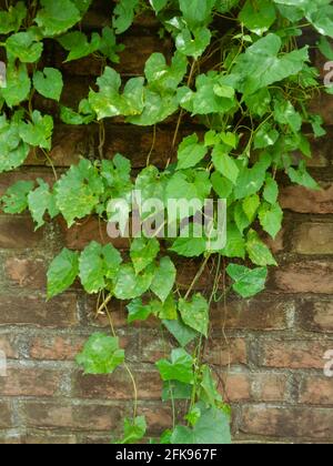 armani Lota, Mikania micrantha Kunth, Bittervine, Germani Lota. Les murs de briques sont recouverts de feuilles. Banque D'Images