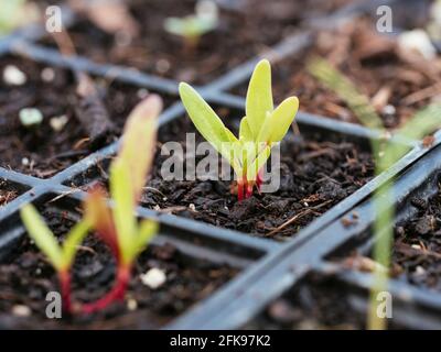 Gros plan de plantules de Bard suisse (Beta vulgaris subsp. Vulgaris) Banque D'Images