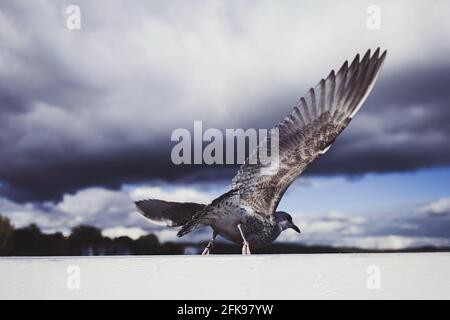 Mouette sur le bord de la mer, photo de près du mouette, mouette en vol Banque D'Images