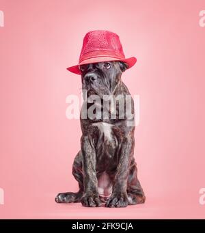 un chiot corso canne sur un fond coloré en studio isolé Banque D'Images