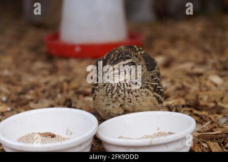 Gros plan de la caille japonaise, Coturnix japonica, également connue sous le nom de caille coturnix. Banque D'Images