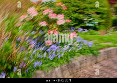 En utilisant l'ICM circulaire (mouvement intentionnel de caméra), un jardin avec des cloches bleues et blanches, et des fleurs d'arbres roses devient un bouquet abstrait de fleurs Banque D'Images
