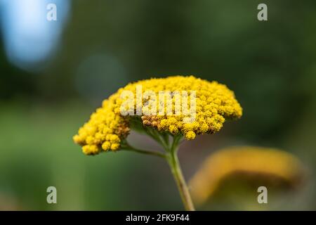 Fleurs d'un Achillea filipendulina, variété de parker Banque D'Images