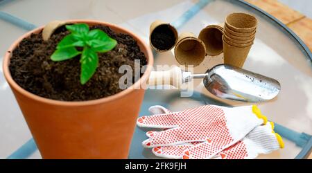 petite plante de basilic en pot sur la table avec gants de travail, pelle de jardinage et pots biologiques vue de dessus Banque D'Images