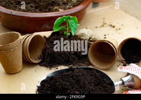 petite plante de basilic en pot biologique sur une table et pelle de jardin Banque D'Images