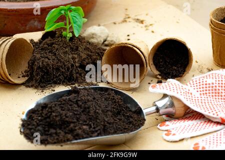 petite plante de basilic en pot biologique sur une table et pelle de jardin et gants de travail Banque D'Images