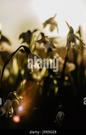 Leucojum vernum appelé flocon de neige de printemps.première fleur blanche de printemps avec des marques vertes et jaunes.belles fleurs en fleurs au coucher du soleil arrière-plan flou. Banque D'Images