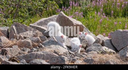 Chatons blancs jouant entre les rochers Banque D'Images