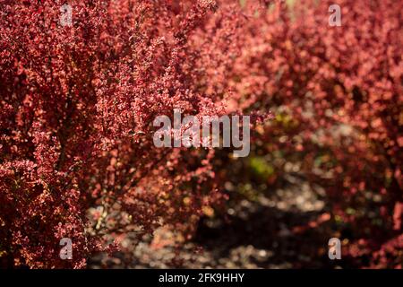 Berberis thunbergii 'Orange Rocket', barberry japonaise 'Orange Rocket', Berberis thunbergii 'Painter's Palette', Banque D'Images