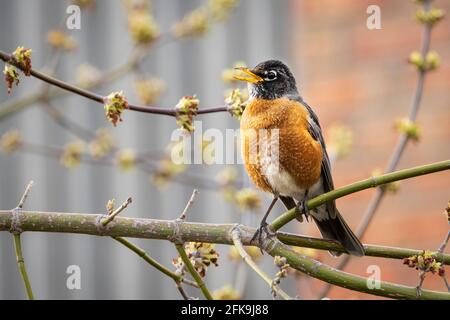 Le chant du robin américain dans un arbre au printemps Banque D'Images