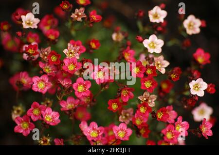 Saxifraga. Les Saxifrages sont des plantes vivaces qui forment des tapis avec de petites feuilles lobées et des fleurs à 5 pétales. Banque D'Images