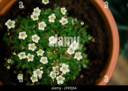 Saxifraga. Les Saxifrages sont des plantes vivaces qui forment des tapis avec de petites feuilles lobées et des fleurs à 5 pétales. Banque D'Images