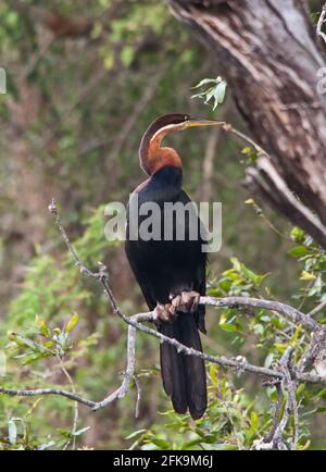 Darter africain Anhinga rufa 10742 Banque D'Images