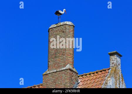 Un cigogne blanche dans son nid au sommet d'une cheminée à Damme (Flandre Occidentale), Belgique Banque D'Images