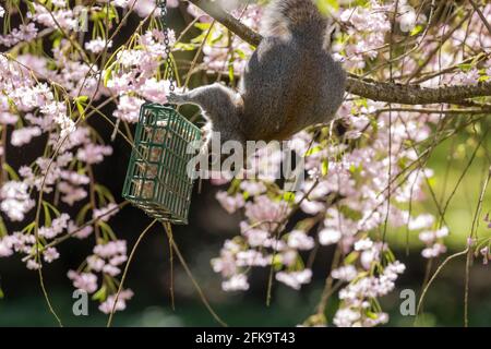 écureuil entouré de fleurs roses atteignant pour le mangeoire à oiseaux Banque D'Images