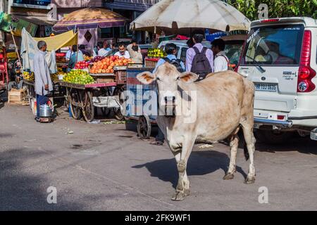 DELHI, INDE - 22 OCTOBRE 2016 : vache dans une rue du centre de Delhi, Inde. Banque D'Images