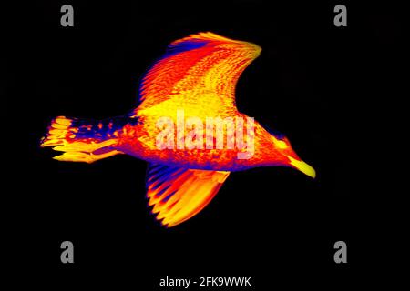 Mouette en vol sur fond noir. Analyse de la température corporelle de l'animal à l'aide d'une caméra infrarouge Banque D'Images