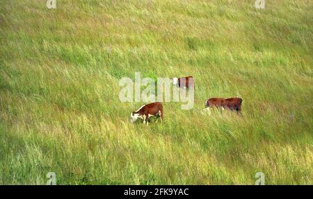Le bétail d'Hereford, rouge au visage blanc, se broue sur une colline du Tennessee. L'herbe est luxuriante et profonde. Banque D'Images