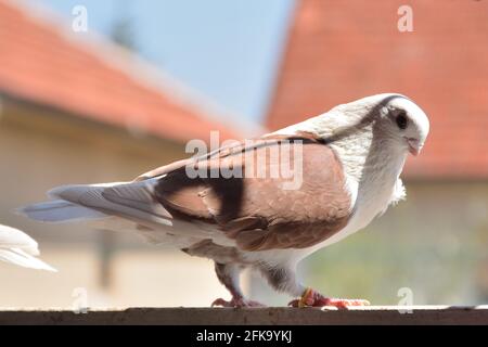 Mignon pigeon de la race Djulija debout sur la balustrade du balcon lors d'une journée de printemps ensoleillée. Colombe avec ailes marron et tête blanche Banque D'Images