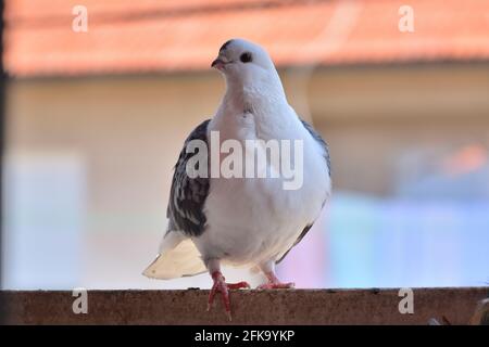 Pigeon de la race Djulija debout sur la balustrade du balcon lors d'une journée ensoleillée de printemps et regardant la caméra. Colombe avec ailes grises et tête blanche Banque D'Images