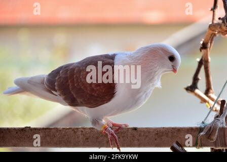 Pigeon de la race Djulija debout sur la balustrade du balcon lors d'une journée de printemps ensoleillée. Colombe avec ailes marron et tête blanche Banque D'Images