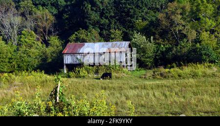 La vache solitaire, le poste de clôture solitaire et la grange rustique complètent cette scène agricole du Tennessee. La lumière du matin montre le pâturage de la vache dans le champ. Banque D'Images