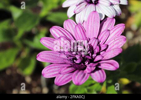 Gros plan d'une fleur d'ostéospermum rose en fleur Banque D'Images