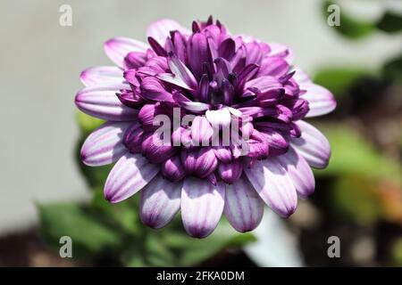 Gros plan d'une fleur d'ostéospermum violette en fleur Banque D'Images