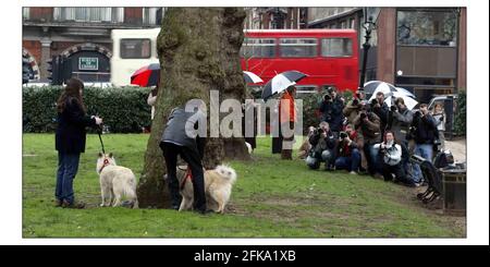 Photocall pour le lancement national du plus grand salon canin sur Terre - CRUFTS qui se tiendra au NEC Birmingham du 4 au 7 mars. Deux chiens Eurasier élevés en Europe et en Asie est un croisement entre un Chow et un Spitz, Propriété de Stacey Watkins de Romford.pic David Sandison 24/2/2004 Banque D'Images