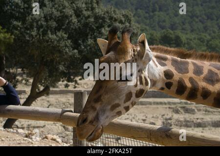 portrait d'une girafe dans le champ manger. animaux Banque D'Images