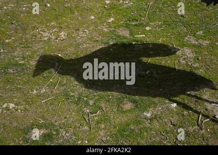 Observez un marabu dans un parc naturel et réserve animale, situé dans la Sierra de Aitana, Alicante, Espagne. Portrait Banque D'Images