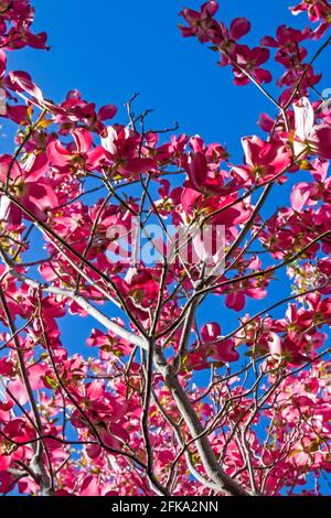 En regardant vers le haut à travers un arbre en bois de chien en fleur rose jusqu'à la ciel bleu de printemps Banque D'Images